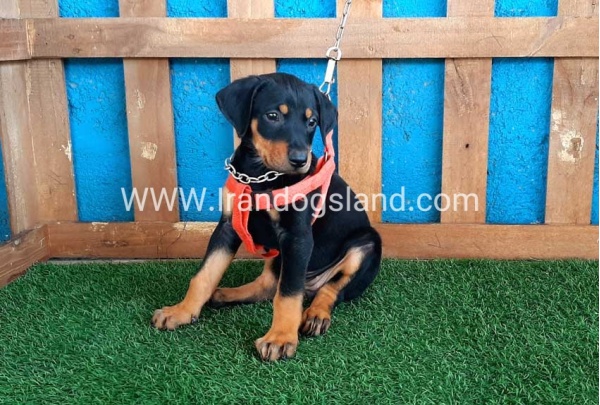 --doberman-59_4