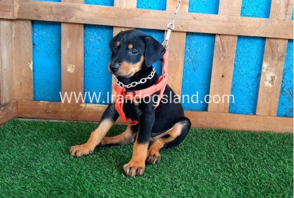 --doberman-59_5