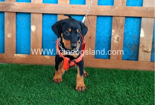 --doberman-59_6