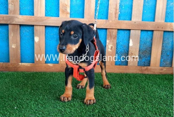 --doberman-59_7