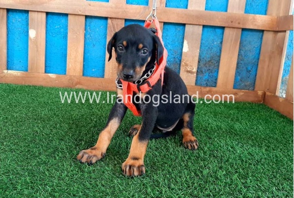 --doberman-60_1