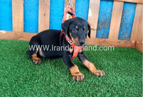 --doberman-60_2