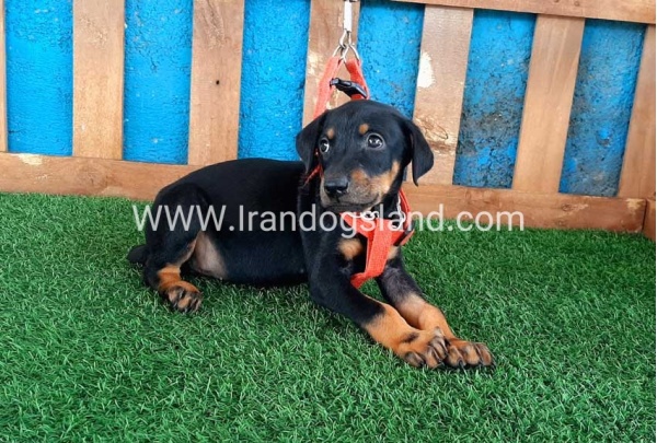 --doberman-60_3