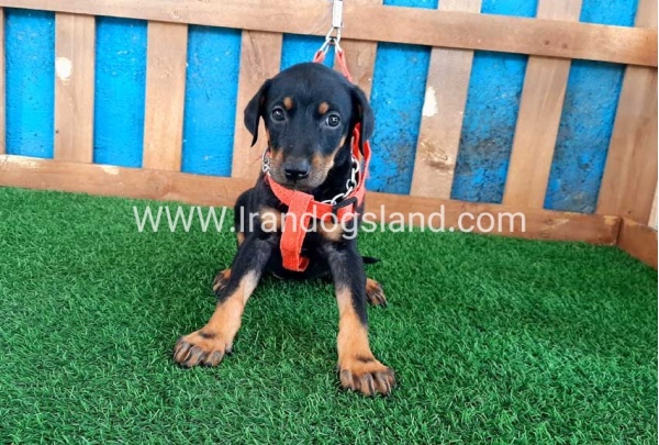 --doberman-60_4