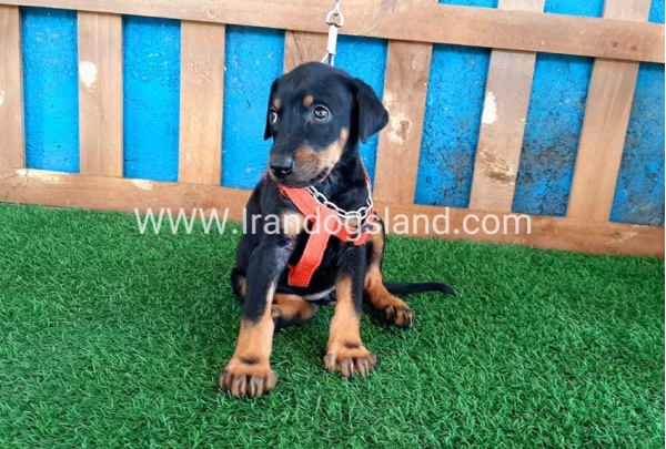 --doberman-60_5
