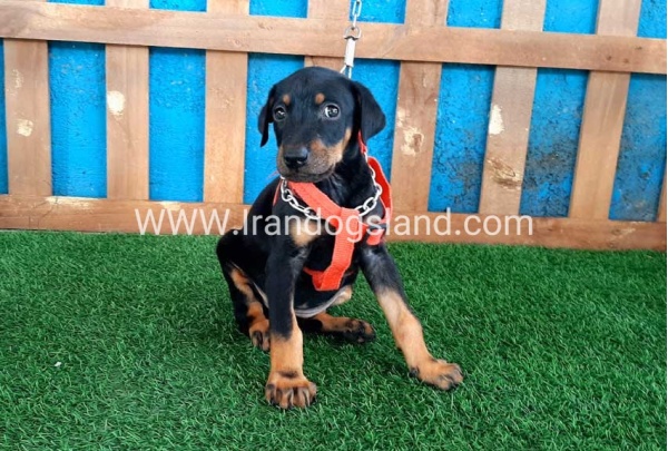 --doberman-60_6