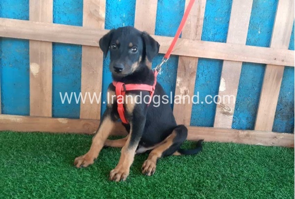 --doberman-61_1