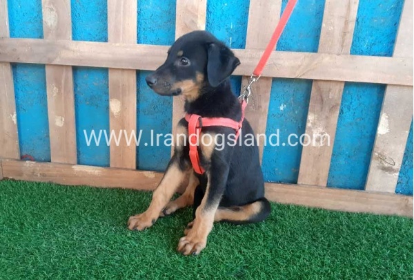 --doberman-61_10