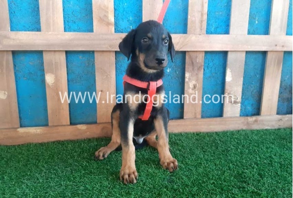 --doberman-61_11