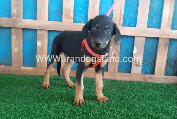 --doberman-61_3