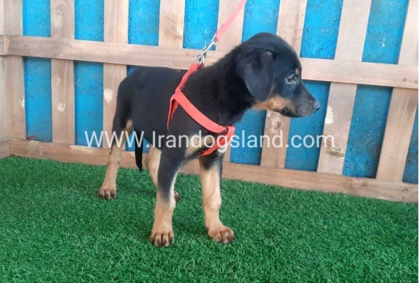 --doberman-61_4