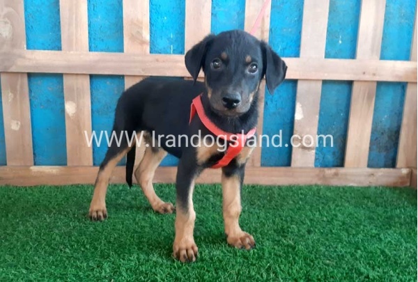 --doberman-61_5