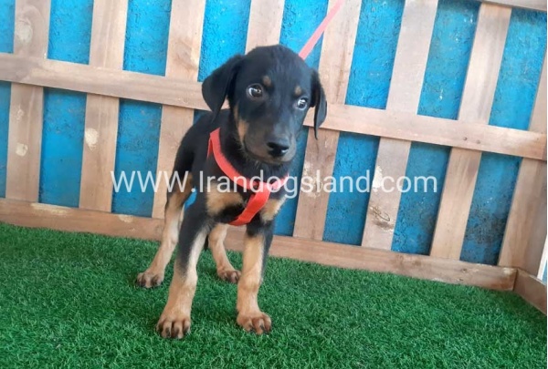 --doberman-61_6