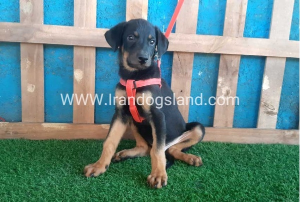 --doberman-61_8