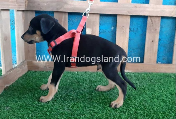 --doberman-62_1