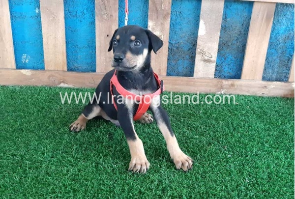 --doberman-62_2