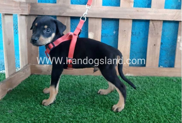 --doberman-62_6