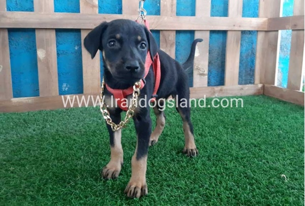 --doberman-63_1