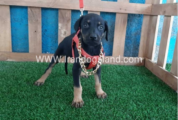 --doberman-63_3