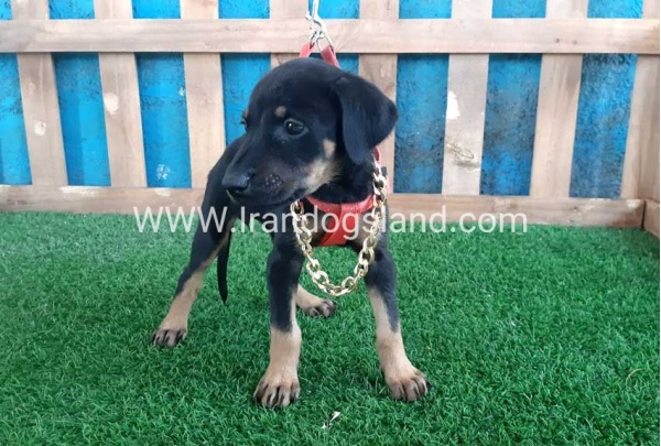 --doberman-63_4