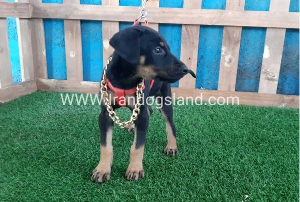 --doberman-63_5