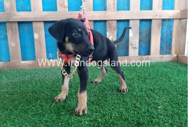 --doberman-63_6