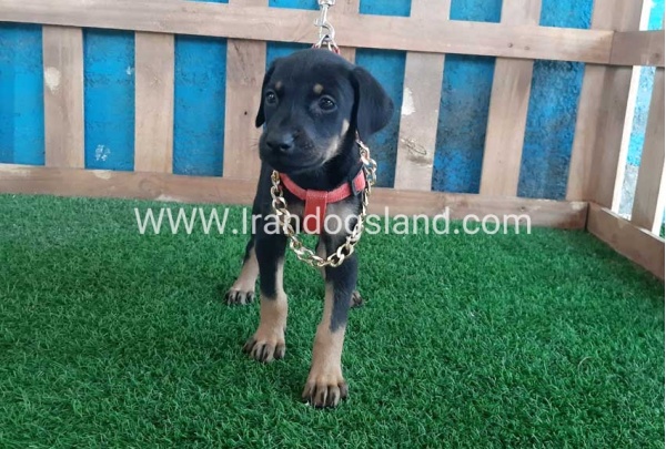 --doberman-63_7