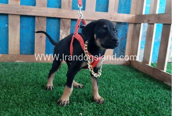 --doberman-63_8