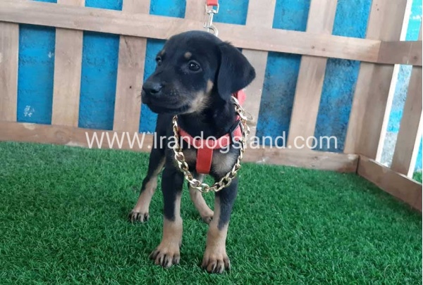 --doberman-63_9