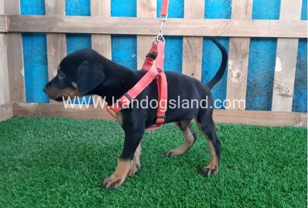 --doberman-64_1