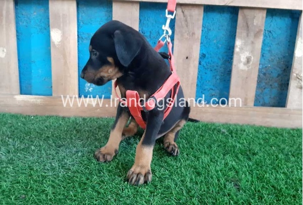 --doberman-64_10