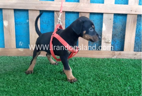 --doberman-64_11