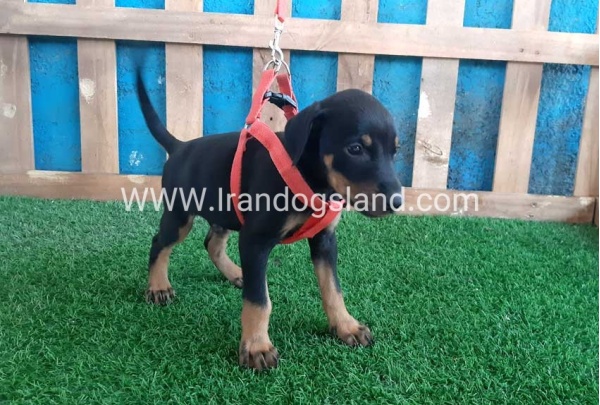 --doberman-64_2