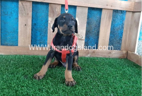 --doberman-64_3