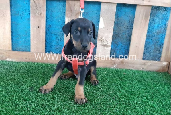--doberman-64_4