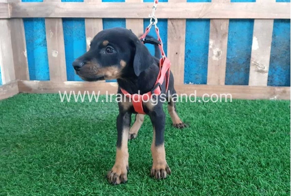 --doberman-64_5