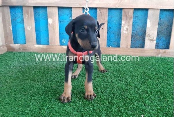 --doberman-64_6