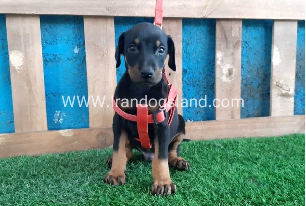 --doberman-64_8
