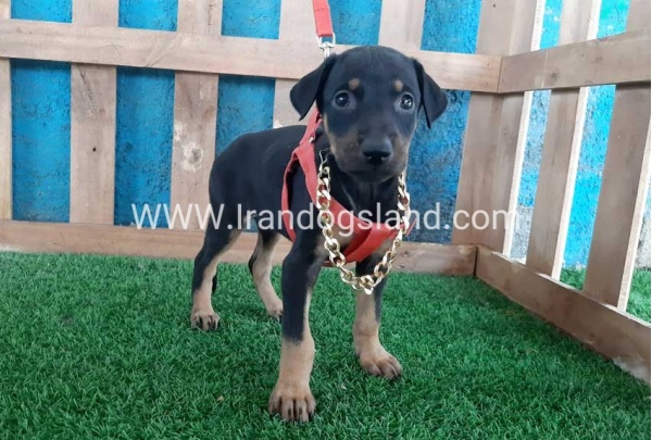 --doberman-65_1
