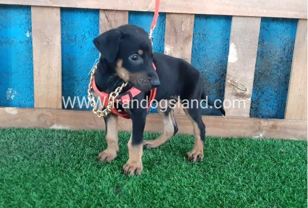 --doberman-65_10