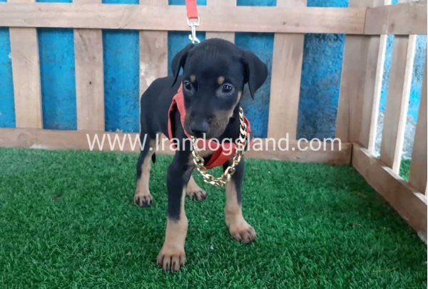 --doberman-65_11