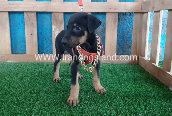 --doberman-65_12