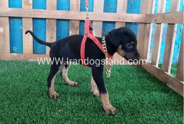 --doberman-65_2