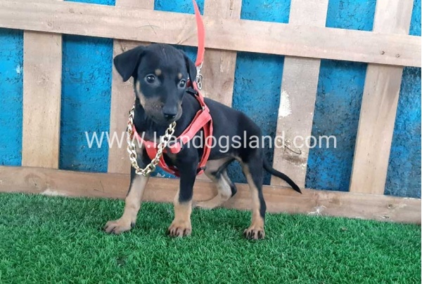 --doberman-65_3