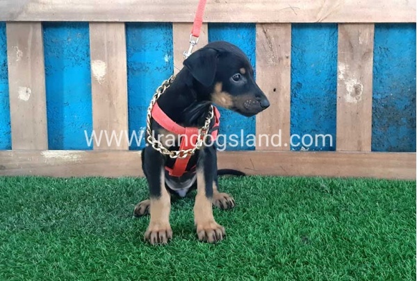 --doberman-65_4