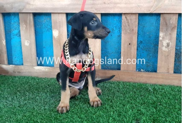 --doberman-65_5