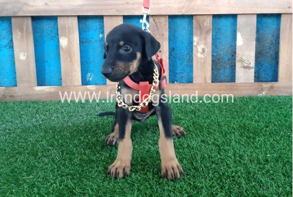 --doberman-65_6