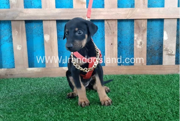 --doberman-65_7