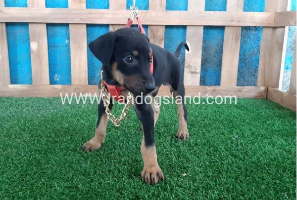 --doberman-65_8