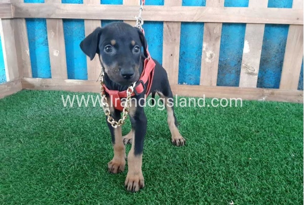 --doberman-65_9